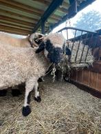 Walisser schwarznase ooi ‘Lucy’, Dieren en Toebehoren, Schapen, Geiten en Varkens, Vrouwelijk, Schaap, 0 tot 2 jaar