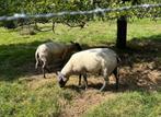 Ram Bleu du Maine, Dieren en Toebehoren, Mannelijk, Schaap