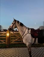 Heel leuke 8jarige ruin uit VDL Bubalu X Wandor Vd Mispelaer, Dieren en Toebehoren, Springpaard, Z, 7 tot 10 jaar, Met stamboom