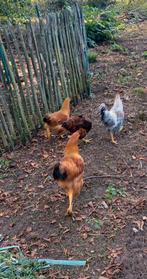 Jonge hanen, 5 maanden oud. Cream legbar en legkip, Dieren en Toebehoren
