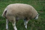 dekram, Dieren en Toebehoren, Mannelijk, Schaap, 0 tot 2 jaar