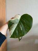 Monstera Albo Variegata, Huis en Inrichting, Ophalen