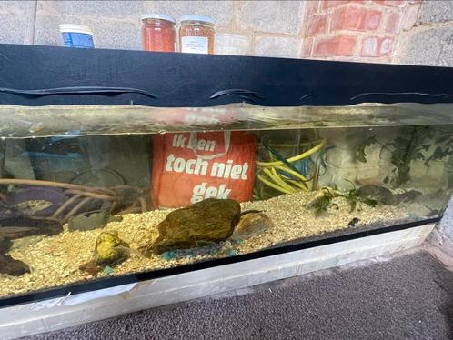 2 meter aquarium inclusief benodigdheden en bestand, Dieren en Toebehoren, Vissen | Aquariumvissen, Zoetwatervis, Vis