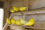 Kanaries, Dieren en Toebehoren, Vogels | Kanaries, Kleurkanarie