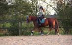 Bijrijdpaard gezocht, Dieren en Toebehoren, Paarden