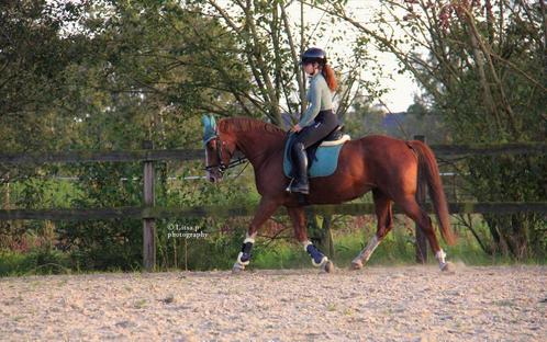 Bijrijdpaard gezocht, Dieren en Toebehoren, Paarden