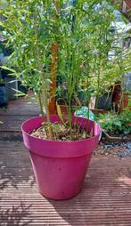 Lot van 5 grote planten met boompotten!, Tuin en Terras, Planten | Tuinplanten, Vaste plant, Bloeit niet, Halfschaduw, Ophalen