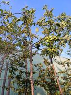Appelboom Karmijn, Tuin en Terras, Ophalen, In pot