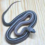 Korenslang 9 maand, Scaleless Anery (Super) Tessera, Dieren en Toebehoren, Slang, Tam, 0 tot 2 jaar