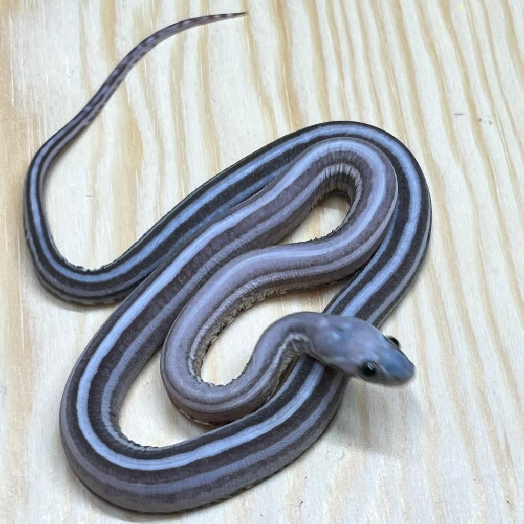 Korenslang 9 maand, Scaleless Anery (Super) Tessera, Animaux & Accessoires, Reptiles & Amphibiens, Serpent, 0 à 2 ans, Domestique