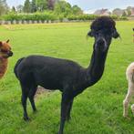 Alpaca hengst zwart., Dieren en Toebehoren