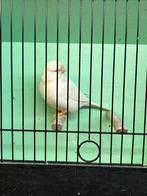 Glosters, Dieren en Toebehoren, Vogels | Kanaries, Mannelijk, Postuurkanarie