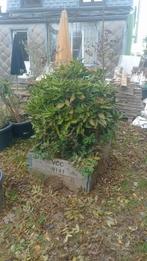 Aucuba japonica Japanse broodboom gratis op te halen, Ophalen