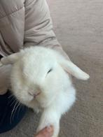 Min look konijnen van 5 maanden , zussen, Dieren en Toebehoren