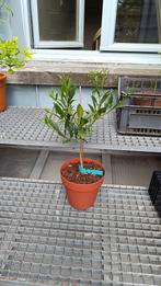 Citrus Ichangquat '672' - Onderstam C4475, Ophalen, In pot, Citroenboom