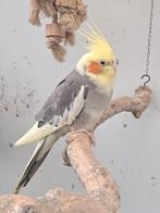 Duitse valkparkiet pop van 8 maanden., Femelle, Perruche