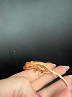 Tri color lilly white wimpergekko, Dieren en Toebehoren