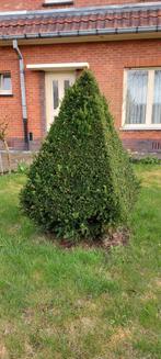 Taxus bacata, Tuin en Terras, Ophalen of Verzenden, Taxus