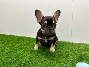 Chiots Bouledogue Français disponible aux enchères