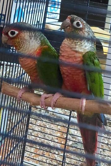 Couple opaline high red pyrrhura qui a fait ses preuves