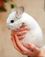 Witte vrouw chinchilla gezocht. Let op ben op zoek!!!!, Dieren en Toebehoren, Chinchilla, Vrouwelijk, Januari, Tam