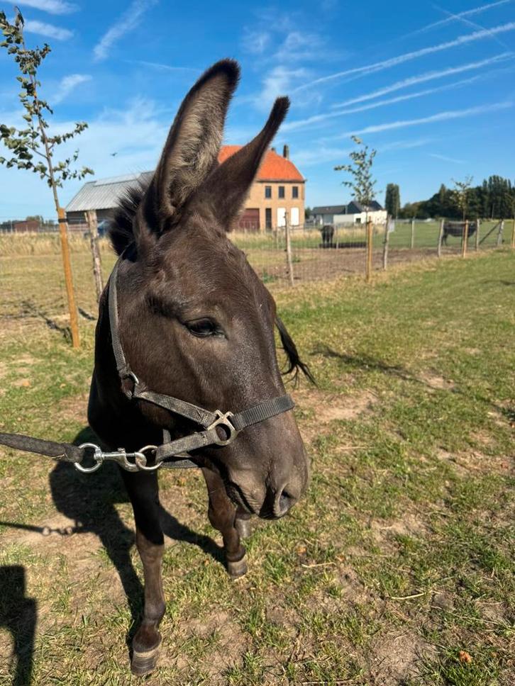 Baziel braaf ezeltje 99cm, Dieren en Toebehoren, Paarden, Hengst, Onbeleerd, Minder dan 160 cm, 0 tot 2 jaar, Gechipt, Ontwormd
