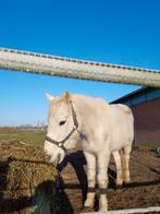 paard te koop, Dieren en Toebehoren, Paarden, Minder dan 160 cm, Ruin, Gechipt, 11 jaar of ouder