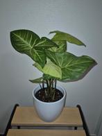 Syngonium arrow white butterfly, Huis en Inrichting, Ophalen of Verzenden