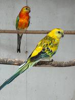 Roodrugparkiet, Mâle, Perruche, Bagué