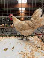 Broedeieren brakelhoen blauwcitroen