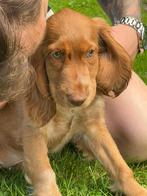 Chiots Cocker Spaniel, Plusieurs, Parvovirose, Belgique, Plusieurs animaux