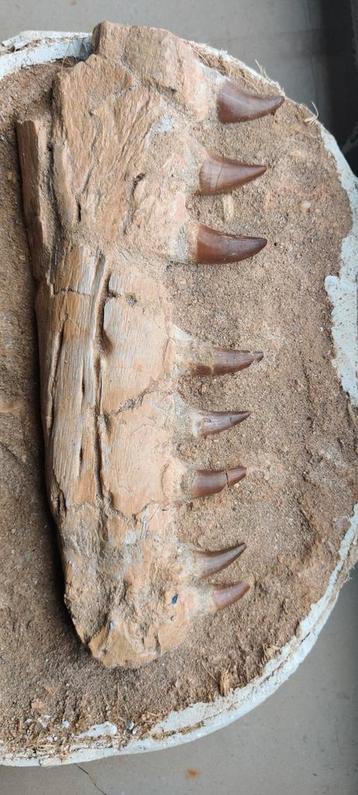 Gâteau Mosasaurus, Collections, Enlèvement ou Envoi, Fossile