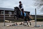 Super leuke en brave schimmel D pony, Dieren en Toebehoren, Zadelmak, Merrie, Gechipt, 3 tot 6 jaar