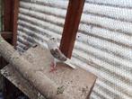 Kropper, Dieren en Toebehoren, Vogels | Duiven, Kropper