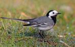 Witte kwikstaart, Dieren en Toebehoren, Vogels | Overige Vogels, Meerdere dieren