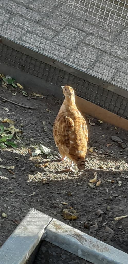 rode europeese patrijs vrouwen, Dieren en Toebehoren, Vogels | Overige Vogels, Wildzangvogel, Vrouwelijk, Tam, Geringd