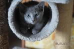 Blauwe Rus kittens, Dieren en Toebehoren, Katten en Kittens | Raskatten | Korthaar, Kater, Gechipt, 0 tot 2 jaar