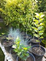 Diverse tuin planten, Ophalen, Tweejarig
