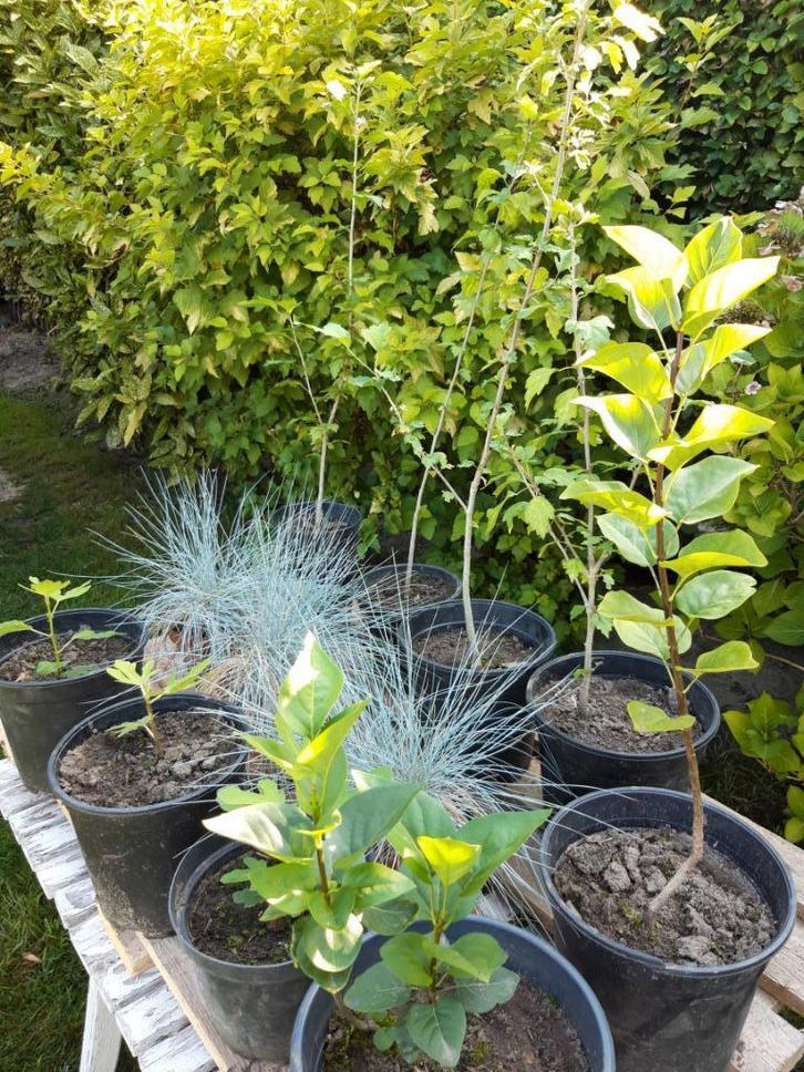 Diverse tuin planten, Tuin en Terras, Planten | Tuinplanten, Tweejarig, Ophalen