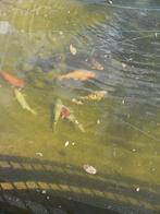 Koi vissen, Dieren en Toebehoren