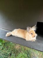 Konijntjes zoeken een goud mandje, Dieren en Toebehoren, Konijnen, Meerdere dieren, Klein, 0 tot 2 jaar