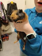 Gratis cavia zeug, Dieren en Toebehoren, November, Vrouwelijk, Cavia