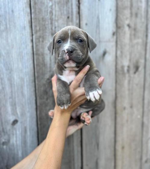 Mooie Amerikaanse Stafford pups, Dieren en Toebehoren, Honden | Jack Russells en Terriërs, Meerdere dieren, American Staffordshire Terriër