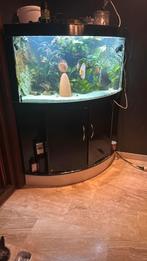 Triton 350, Dieren en Toebehoren, Vissen | Aquaria en Toebehoren, Ophalen of Verzenden, Zo goed als nieuw