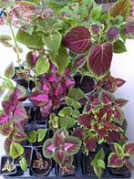 Kleurrijke coleus, siernetel, grote keuze, Ophalen