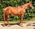 Te koop aangeboden jaarling Quarter horse ruin, Dieren en Toebehoren, Paarden, Minder dan 160 cm, Gechipt, Ruin, 0 tot 2 jaar