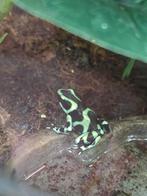 Dendrobates auratus nakweek