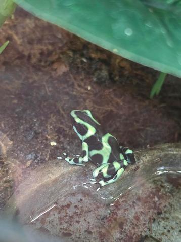 Dendrobates auratus nakweek beschikbaar voor biedingen