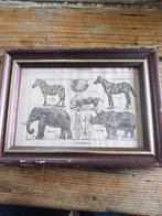 Cabinet de curiosité, jolie cadre les vertébrés les pachyder, Antiquités & Art, Envoi