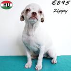 "Zippy" Chihuahua (reutje) pup te koop, 15 weken tot 1 jaar, Buitenland, CDV (hondenziekte), Eén hond
